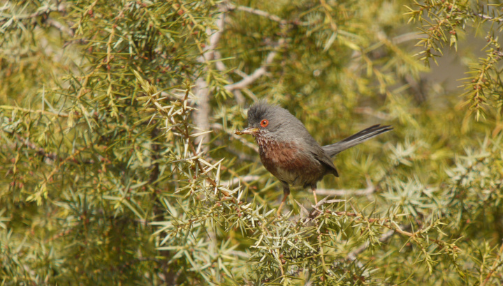 Le chant des pitchous